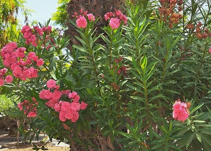 Lejlighed Casa Sophia Palm-mar