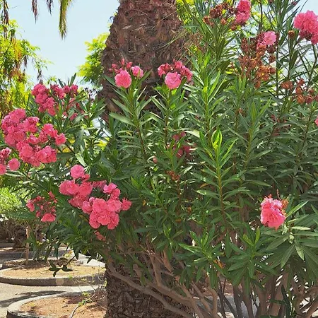 Appartement Casa Sophia Palm-mar